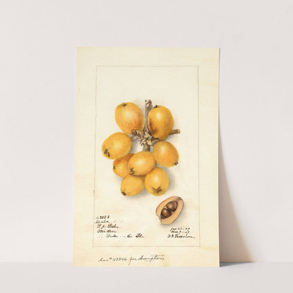 Eriobotrya japonica: Scala by Deborah Griscom Passmore