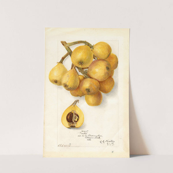 Eriobotrya japonica: Tanaka by Amanda Almira Newton