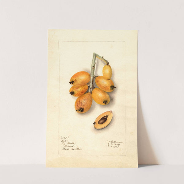 Eriobotrya japonica: Victor by Deborah Griscom Passmore