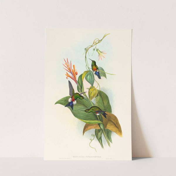 Eriocnemis cupreiventris (Coppery-vented Puff-Leg) by John Gould