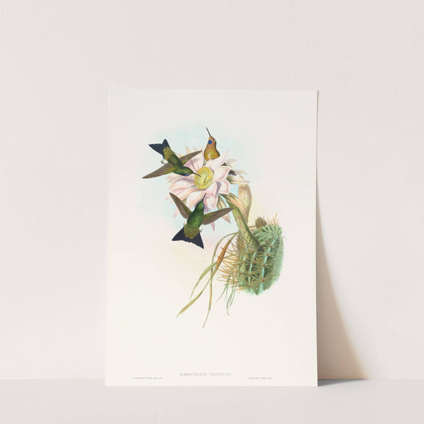 Eriocnemis vestitus (Glowing Puff-Leg) by John Gould