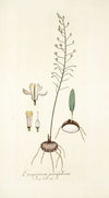 Eriospermum parvifolium