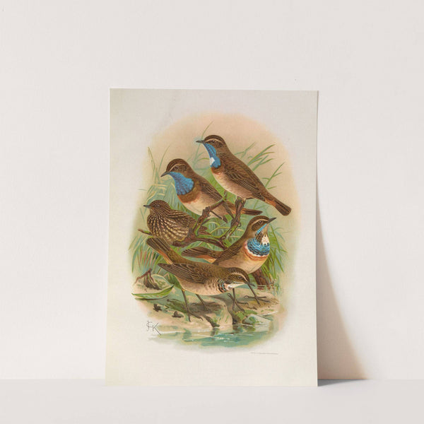 Erithacus cyaneculus by Johann Friedrich Naumann