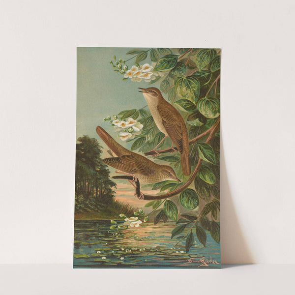 Erithacus luscinia, Erithacus philomela by Johann Friedrich Naumann