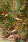 Erithacus rubeculus