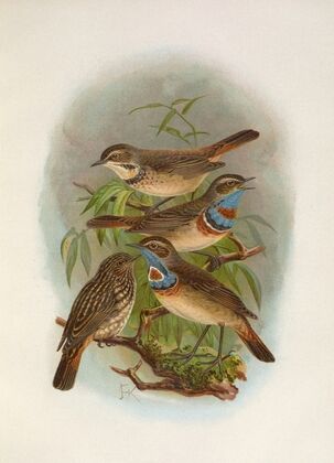 Erithacus suecicus