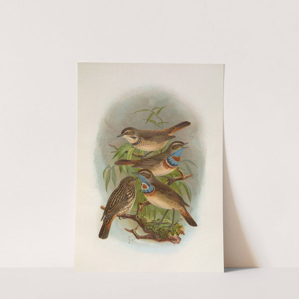 Erithacus suecicus by Johann Friedrich Naumann