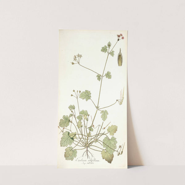 Erodium ribifolium by Nikolaus Joseph Freiherr von Jacquin