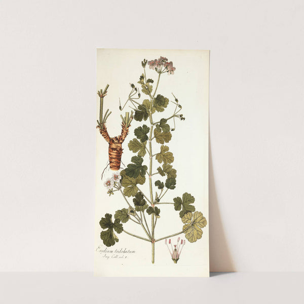 Erodium trilobatum by Nikolaus Joseph Freiherr von Jacquin