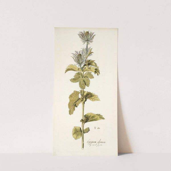 Eryngium alpinum by Nikolaus Joseph Freiherr von Jacquin