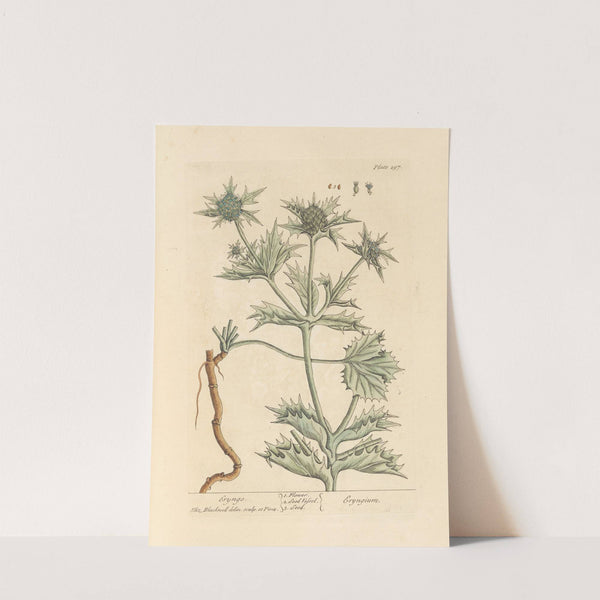 Eryngo by Elizabeth Blackwell