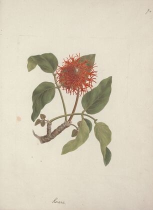 Erythrina abyssinica DC. (Lucky Bean)