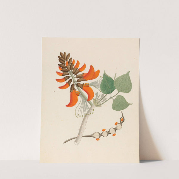 Erythrina Caffras by Clemenz Heinrich Wehdemann