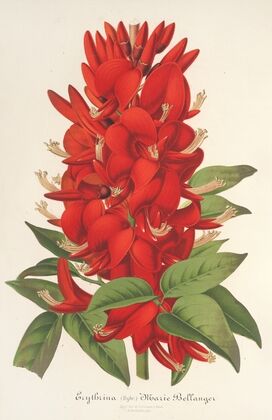 Erythrina (hybrida) Marie Bellanger