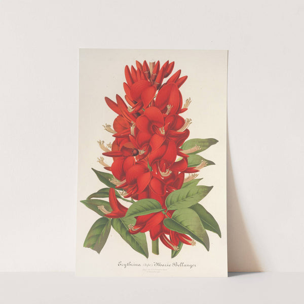 Erythrina (hybrida) Marie Bellanger by Charles Antoine Lemaire