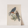 Erythropus vespertinus. Orange-legged Hobby. (1862-1873) by John Gould
