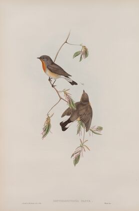 Erythrosterna parva. Red-breasted Flycatcher. (1862-1873)