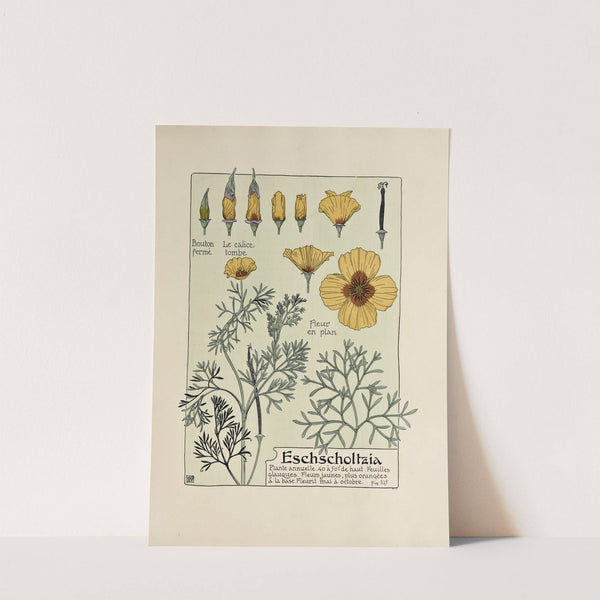 Eschscholtzia by Maurice Pillard Verneuil