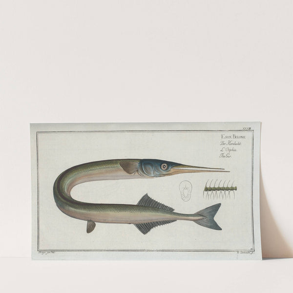 Esox Belone, The Gar. (1785-1797) by Marcus Elieser Bloch