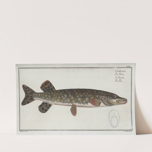 Esox Lucio, The Pike. (1785-1797) by Marcus Elieser Bloch