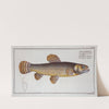 Esox malabaricus, The Pike of Malabar. (1785-1797) by Marcus Elieser Bloch