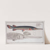 Esox osseus, The Gar-Fish. (1785-1797) by Marcus Elieser Bloch
