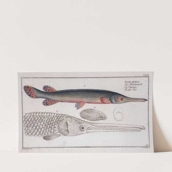 Esox osseus, The Gar-Fish. (1785-1797) by Marcus Elieser Bloch