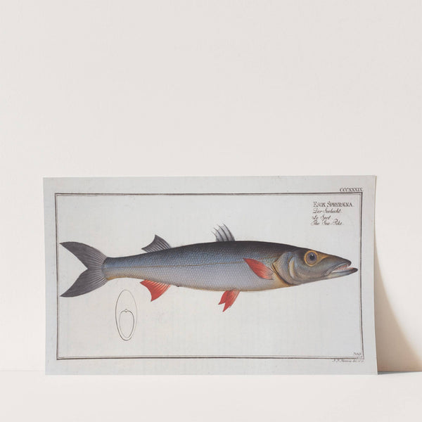 Esox Sphyraena, The Sea-Pike. (1785-1797) by Marcus Elieser Bloch
