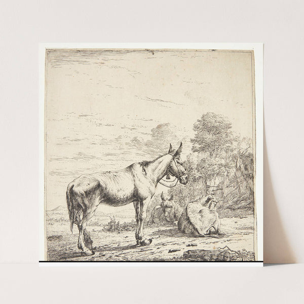 Et mulæsel med en klokke om halsen (1653) by Karel Dujardin