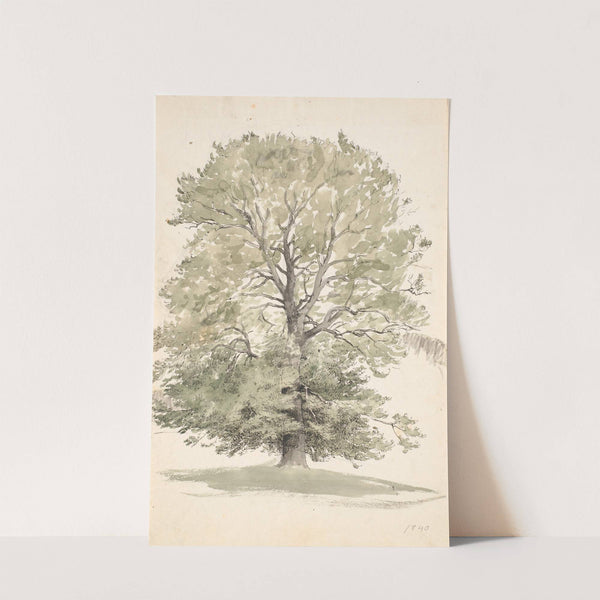 Et stort bøgetræ med grønt løv by P. C. Skovgaard