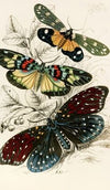 Eterusia tricolor, Erasmia pulchella, Amesia sanguiflua