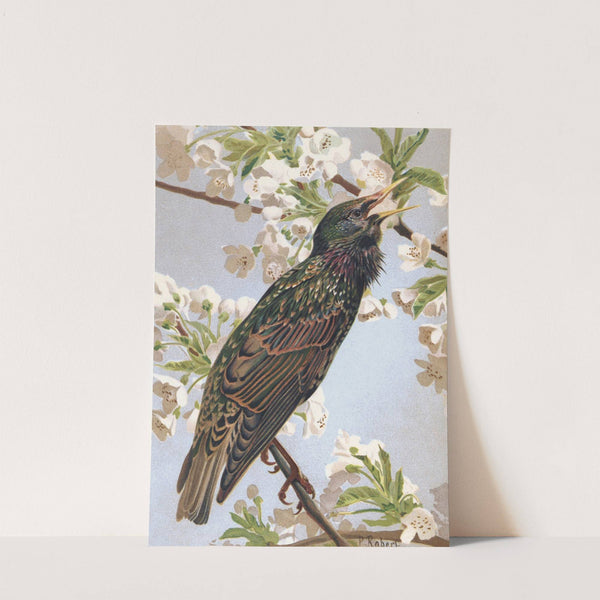 Étourneau by Léo-Paul Robert