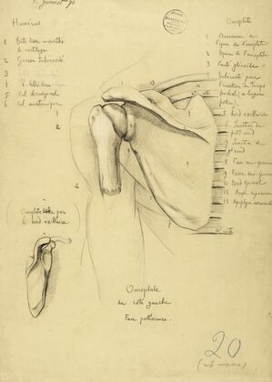 Etude anatomique. Omoplate du côté gauche. Face postérieure (1871)