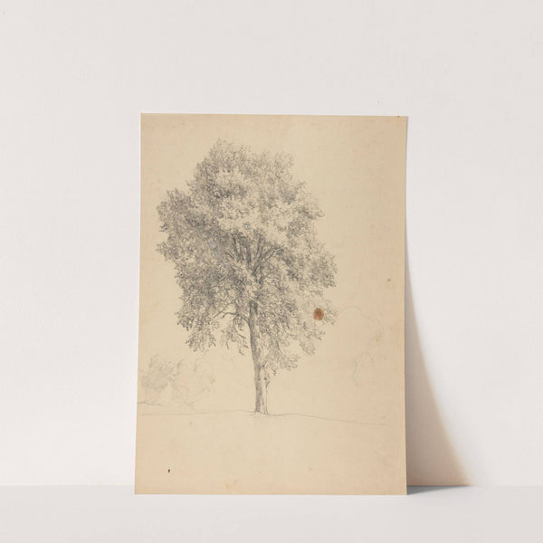 Étude d'arbre. by Jacques-Raymond Brascassat