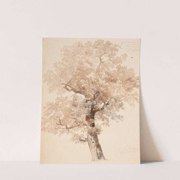 Étude d'arbre by Jacques-Raymond Brascassat