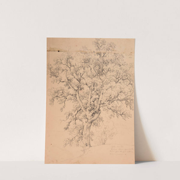 Étude d'arbre by Jacques-Raymond Brascassat