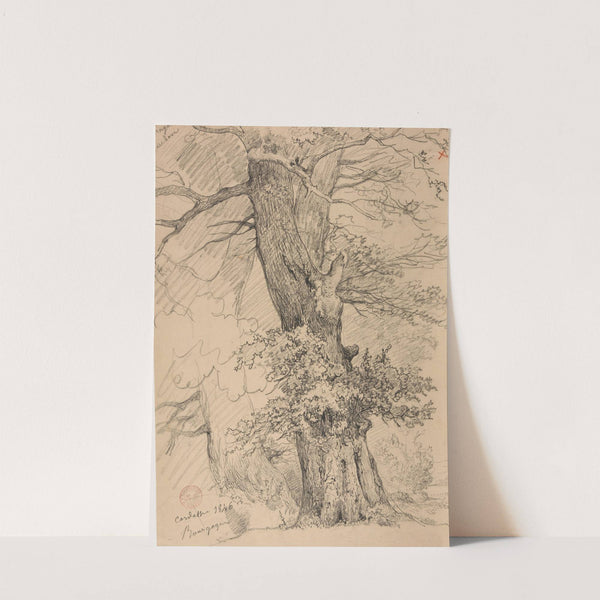 Étude d'arbre by Jacques-Raymond Brascassat