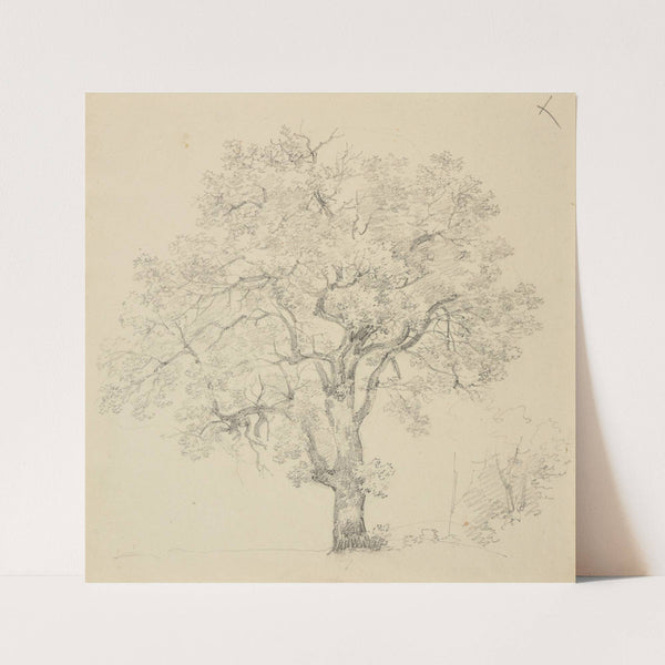 Étude d’arbre.. by Jacques-Raymond Brascassat