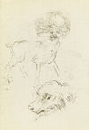 Etude de chien et de tête de chien