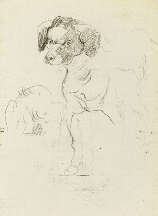 Etude de chien