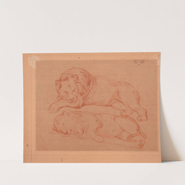 Étude de deux lions couchés by Jacques-Raymond Brascassat