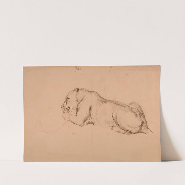 Étude de lionne. by Jacques-Raymond Brascassat