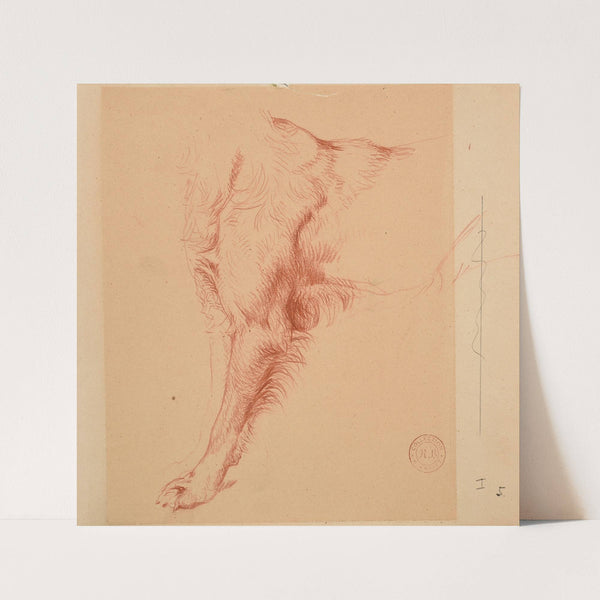 Étude de patte de chien. by Jacques-Raymond Brascassat