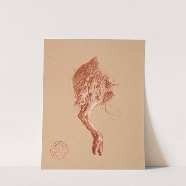 Etude de patte de mouton by Jacques-Raymond Brascassat