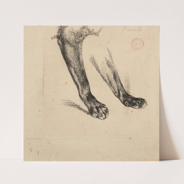 Étude de pattes de renard by Jacques-Raymond Brascassat