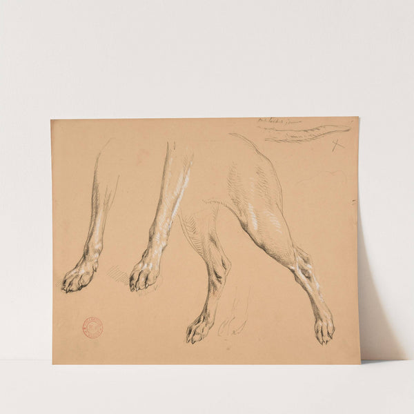 Étude de pattes et queue de chien by Jacques-Raymond Brascassat