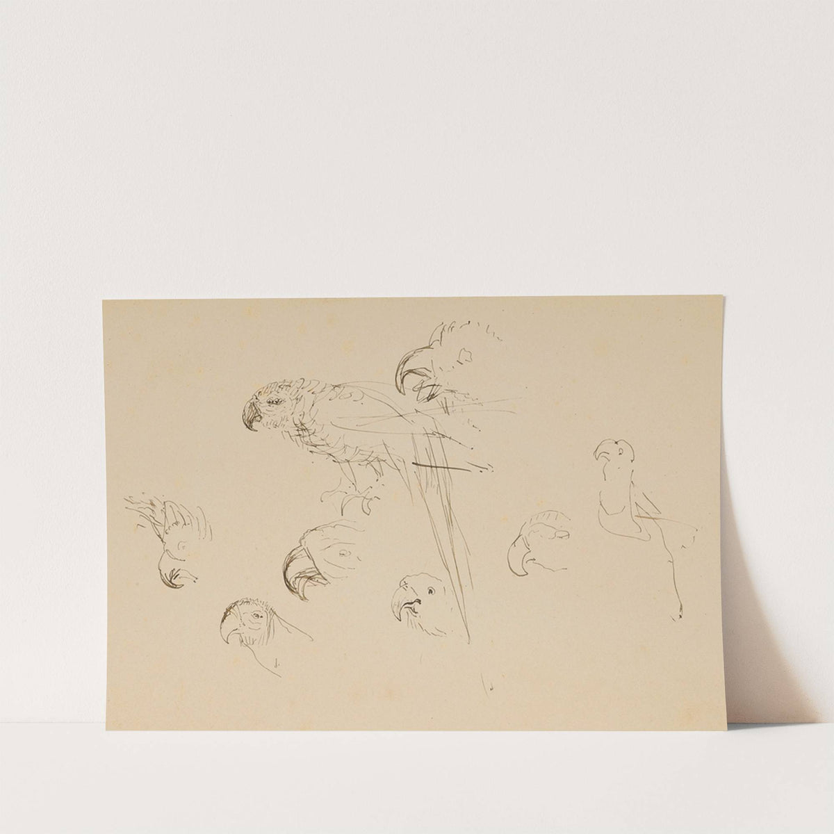 Étude de perroquets by Henri de Toulouse-Lautrec