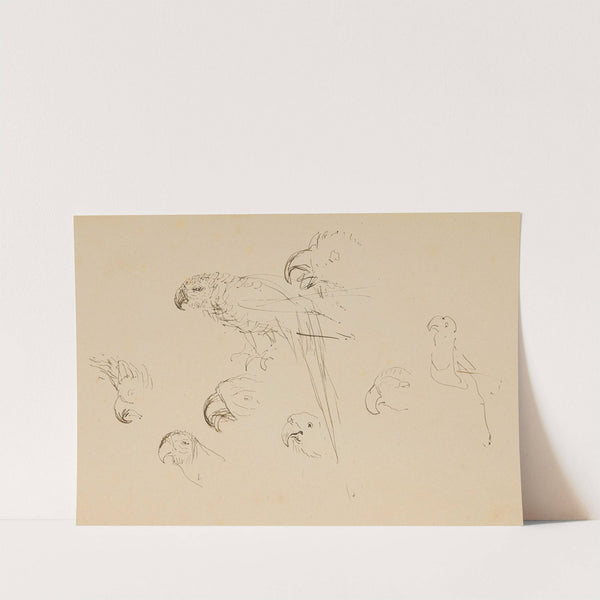 Étude de perroquets by Henri de Toulouse-Lautrec