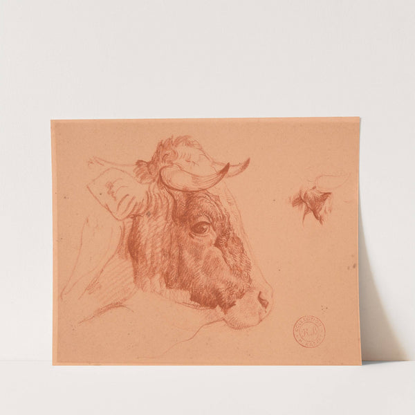 Étude de tête de bœuf by Jacques-Raymond Brascassat