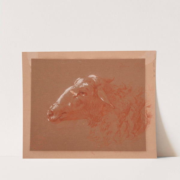 Étude de tête de mouton by Jacques-Raymond Brascassat